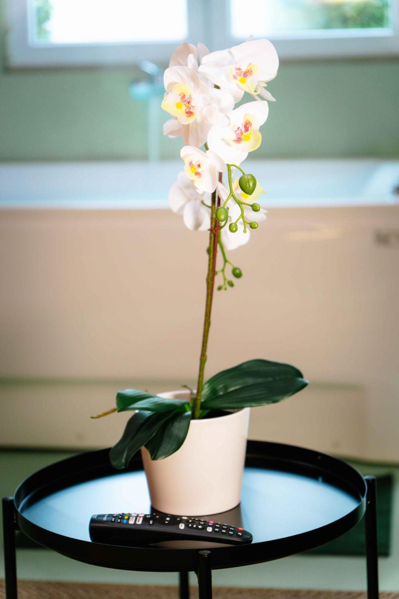 Capsule Flower - Balneo - Cinema - Billard - Nintendo Switch - Mons Centre ภายนอก รูปภาพ
